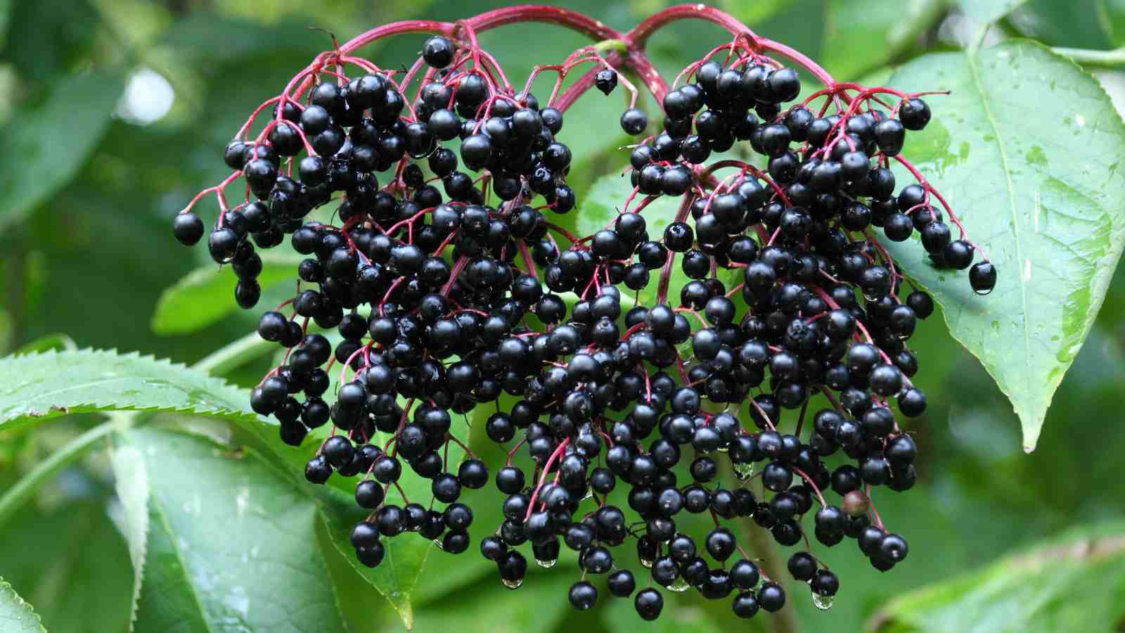 Cluster of ripe, dark purple elderberries hanging on red stems surrounded by green leaves.