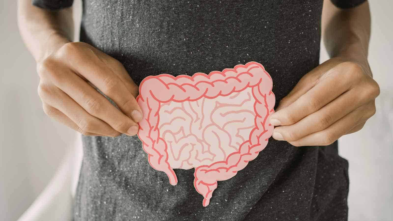 Person holding a paper model of the human intestines against their torso, illustrating the digestive system.