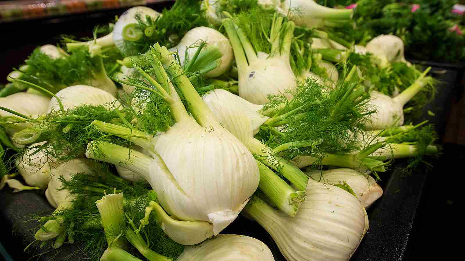 A pile of fresh fennel bulbs with green stalks and fronds sits on display at a market.