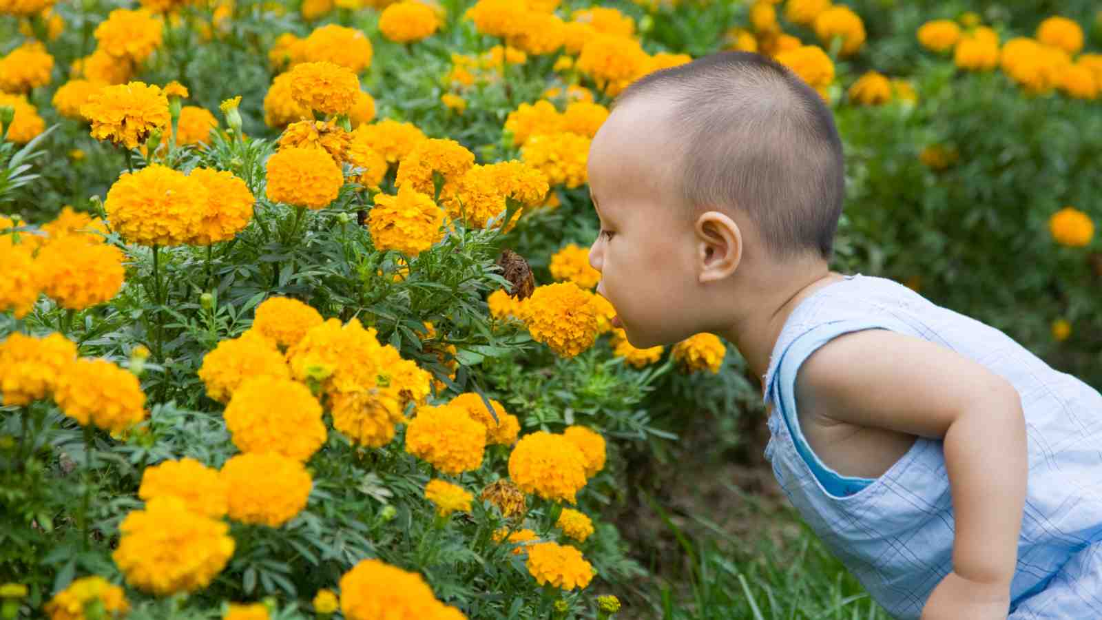 A child leans in to smell bright yellow flowers in a garden.