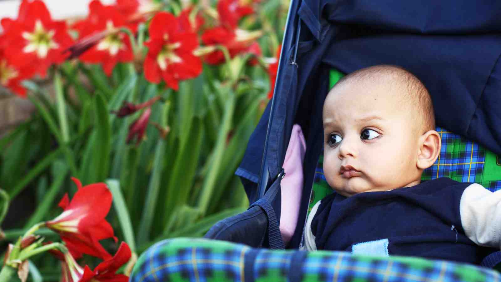 A baby in a blue stroller looks to the side with a curious expression; vibrant red flowers are in the background.
