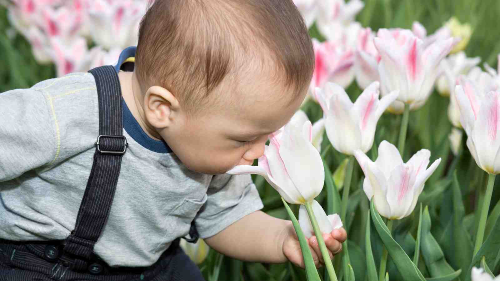 A toddler in a gray shirt and dark overalls smells a white tulip with pink edges in a field of similar flowers.