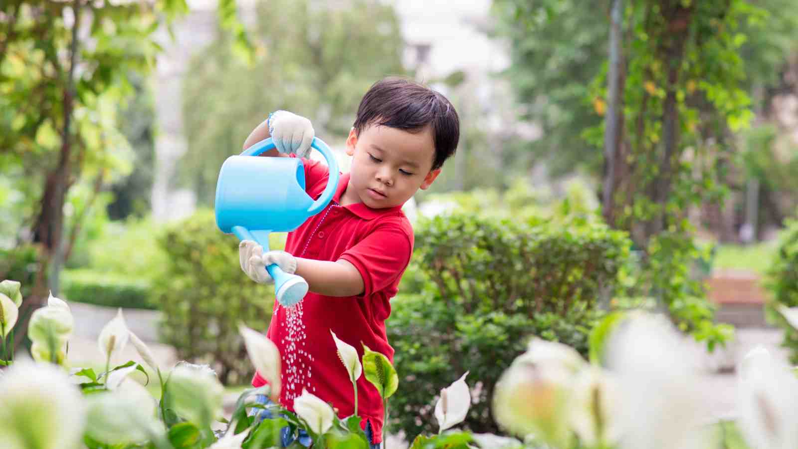 Young child in a red shirt and white gloves watering white flowers in a garden using a blue watering can.