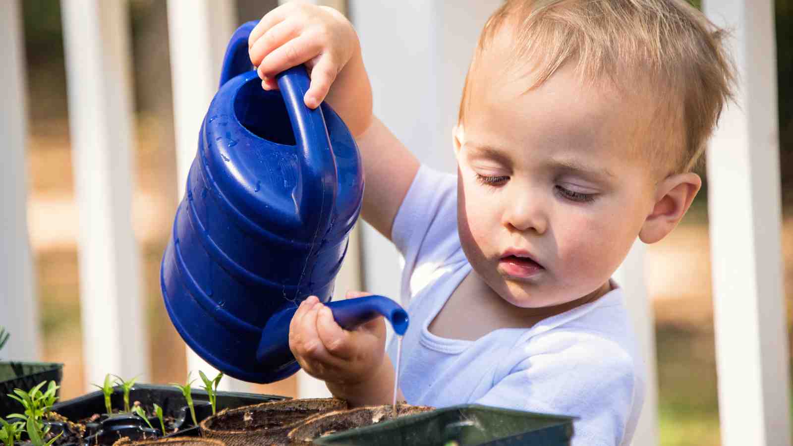 A toddler wearing a white shirt waters plants using a blue watering can.