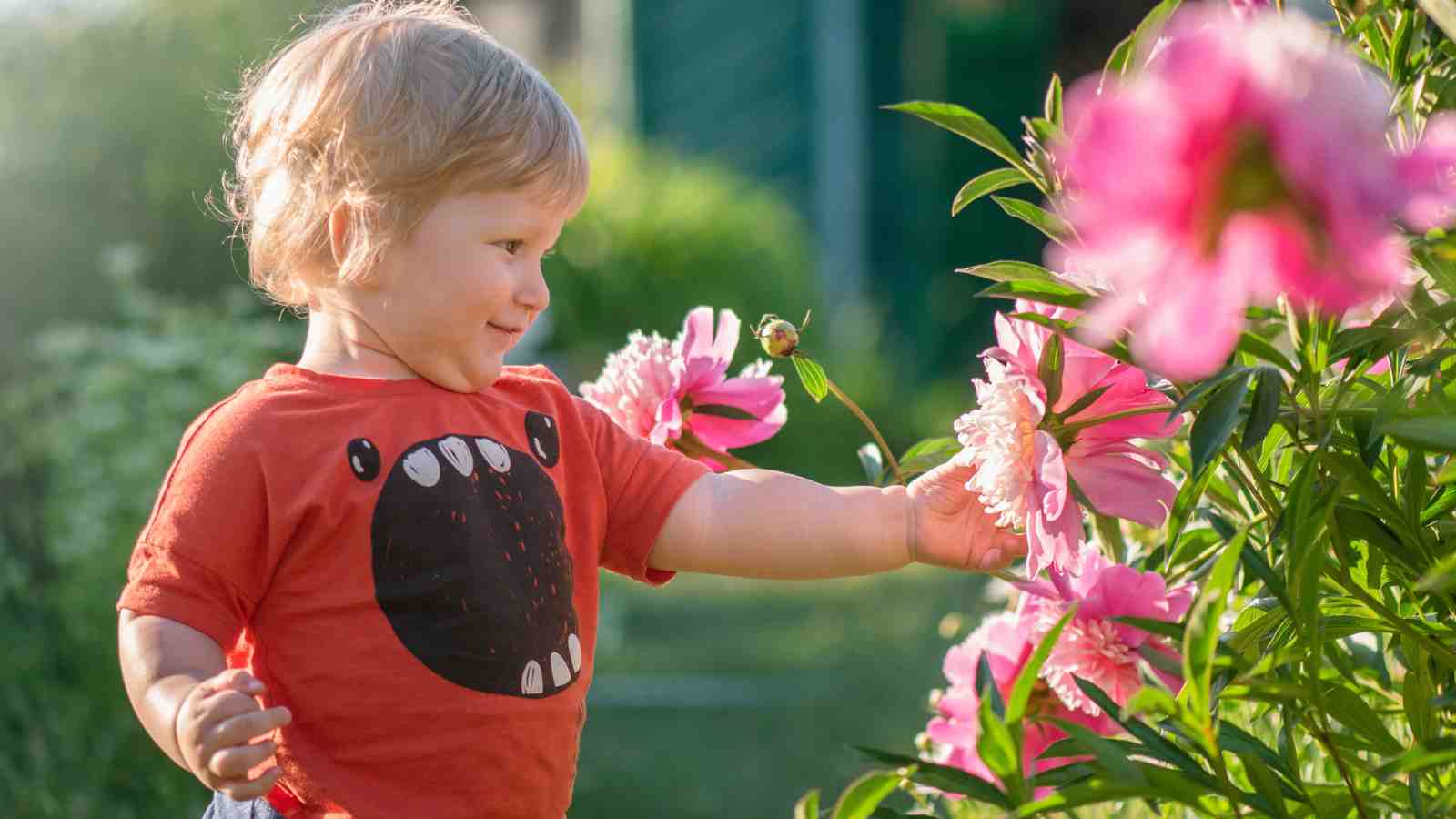 A child wearing a red shirt with a monster face design reaches out to touch a pink flower in a garden.