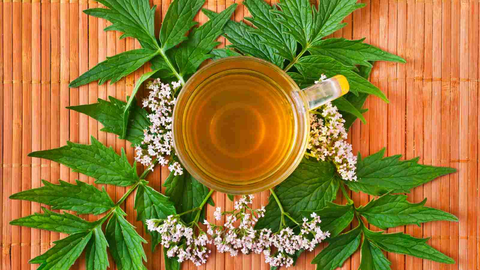 A cup of valerian herbal tea is placed on a bamboo mat surrounded by green leaves and small white flowers.