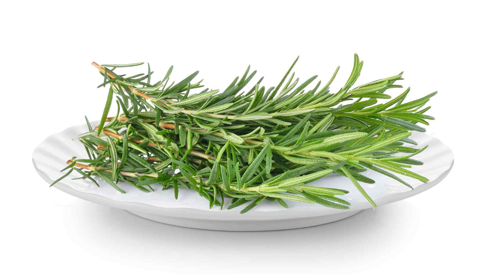 A white plate holds several sprigs of fresh rosemary.