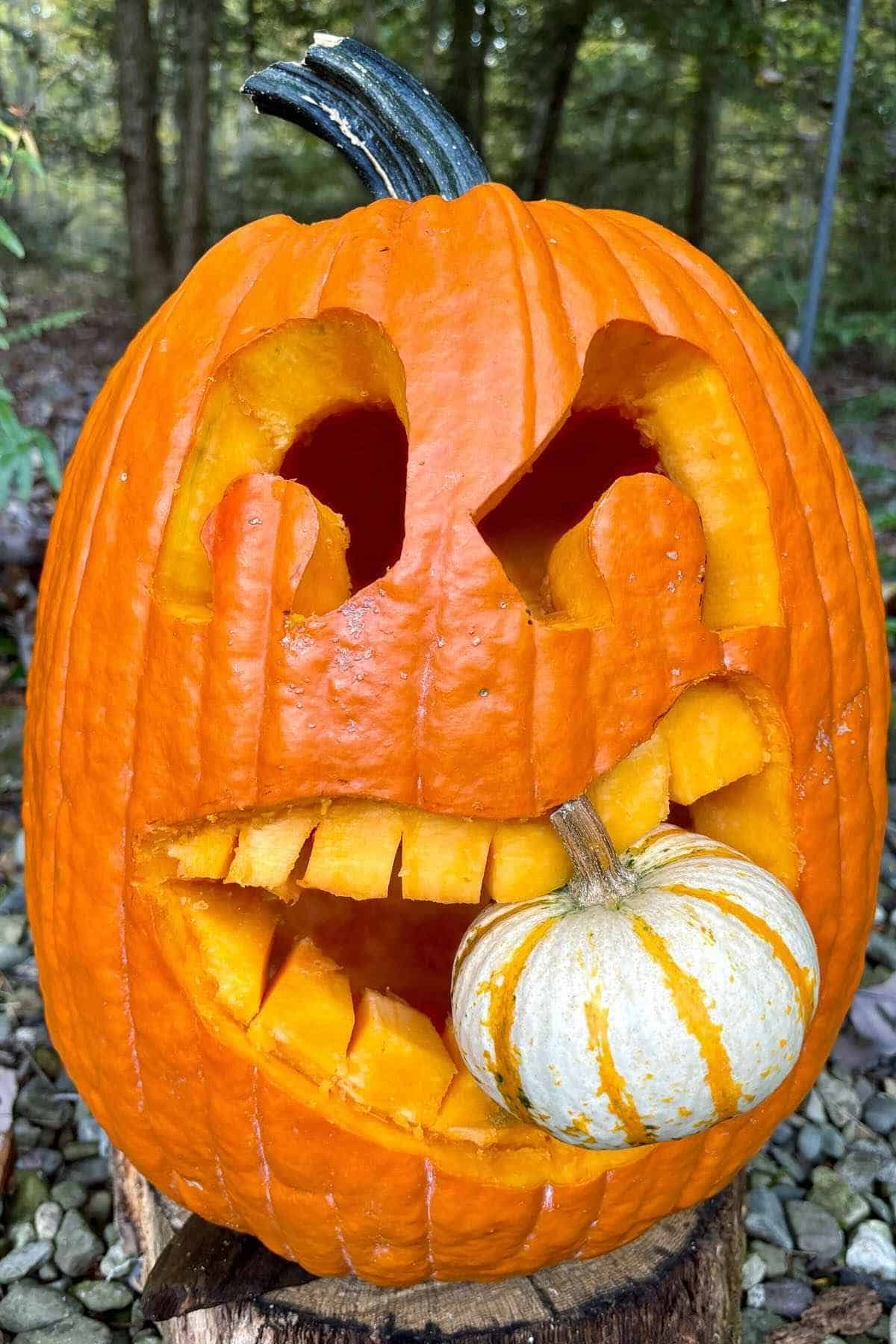 A carved pumpkin with a mischievous face holds a small, striped gourd in its mouth. It rests on a wooden surface outdoors.