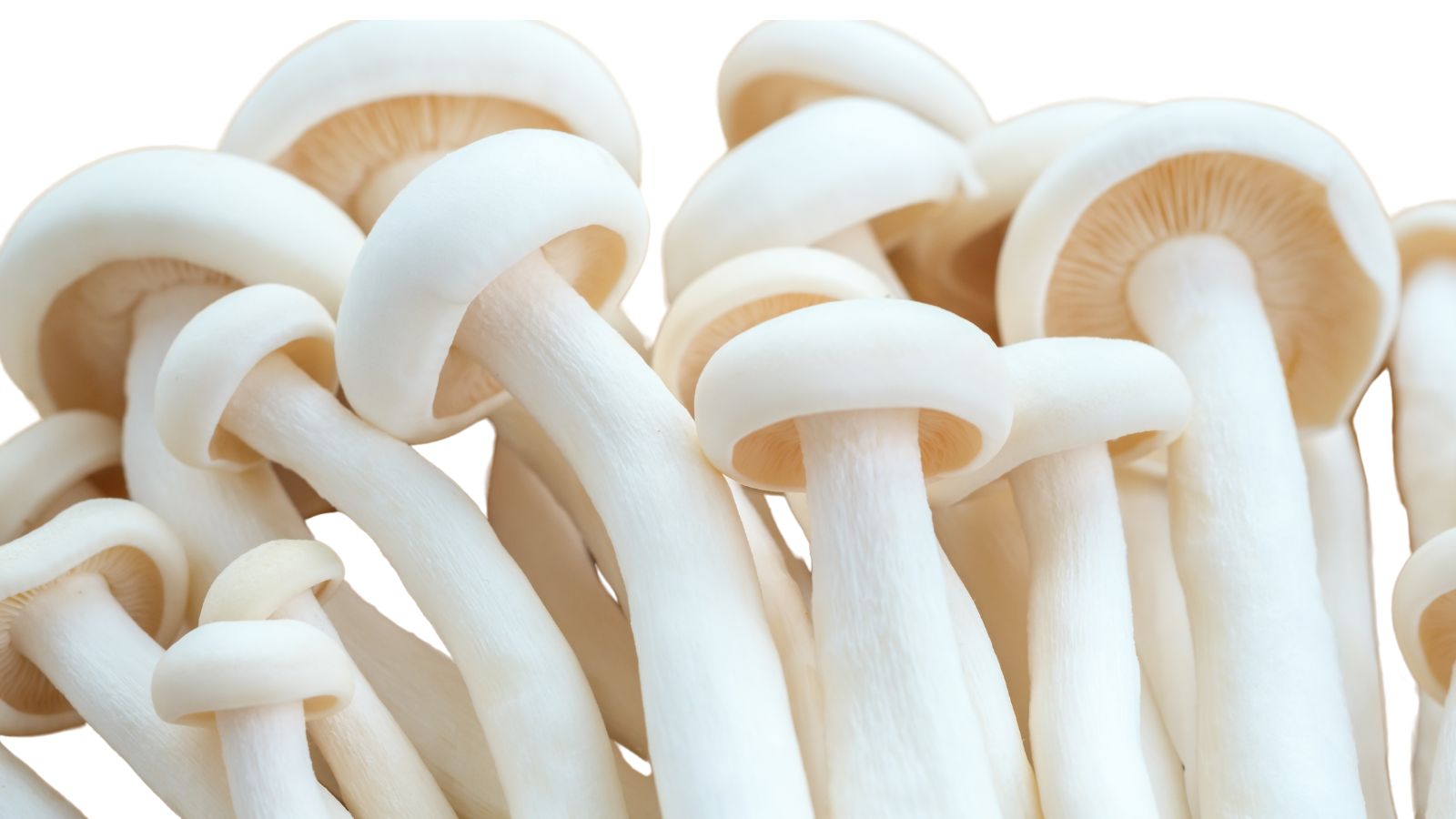 Close-up of several beech mushrooms with smooth caps and long stems, viewed from below.