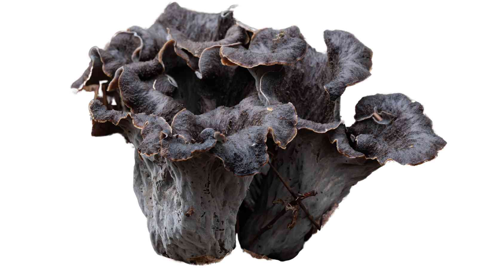 Close-up of a black trumpet mushroom with ruffled, wavy edges and a dark, funnel-shaped body.