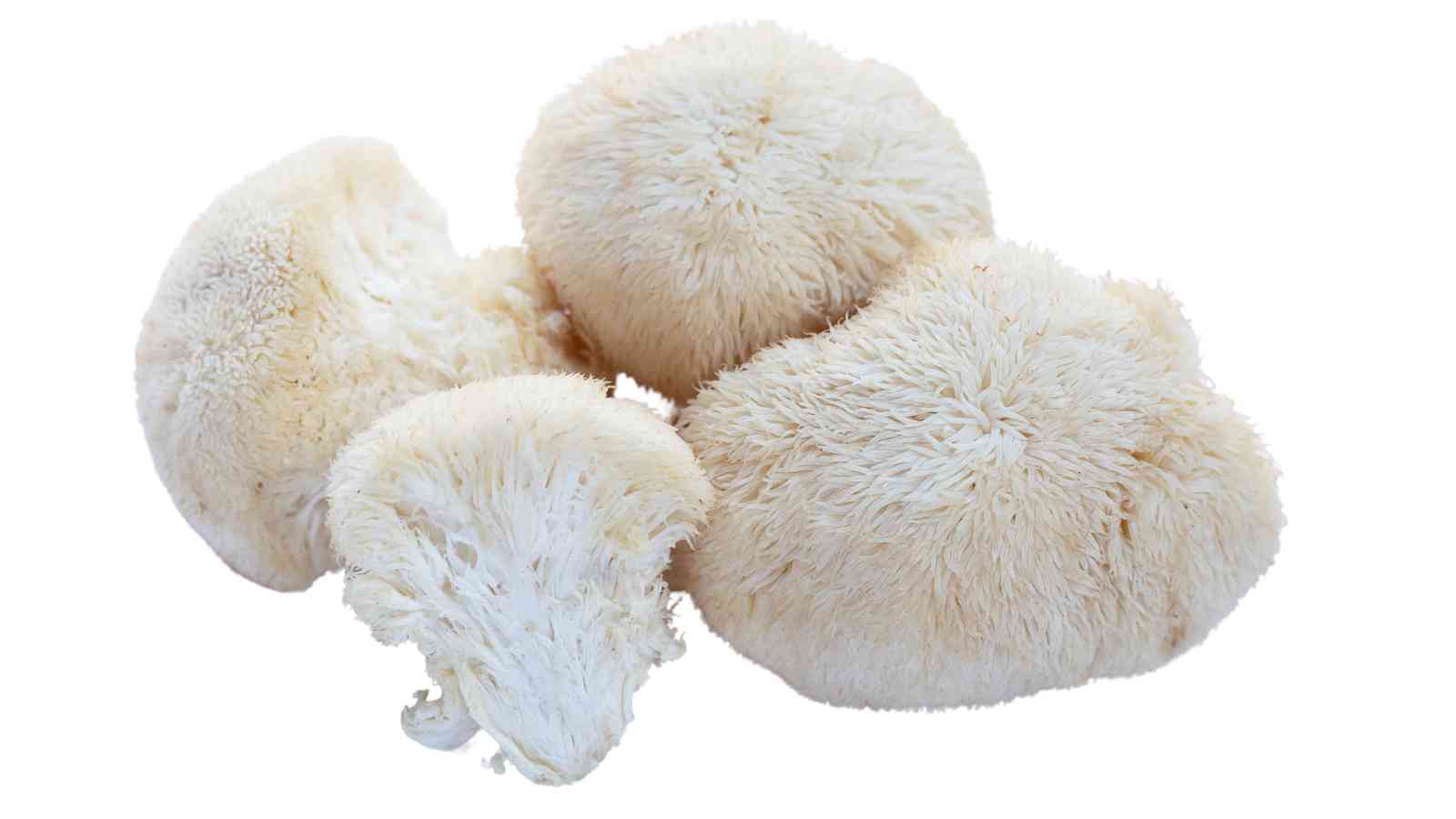 Four fluffy, white lion's mane mushrooms against a white background.