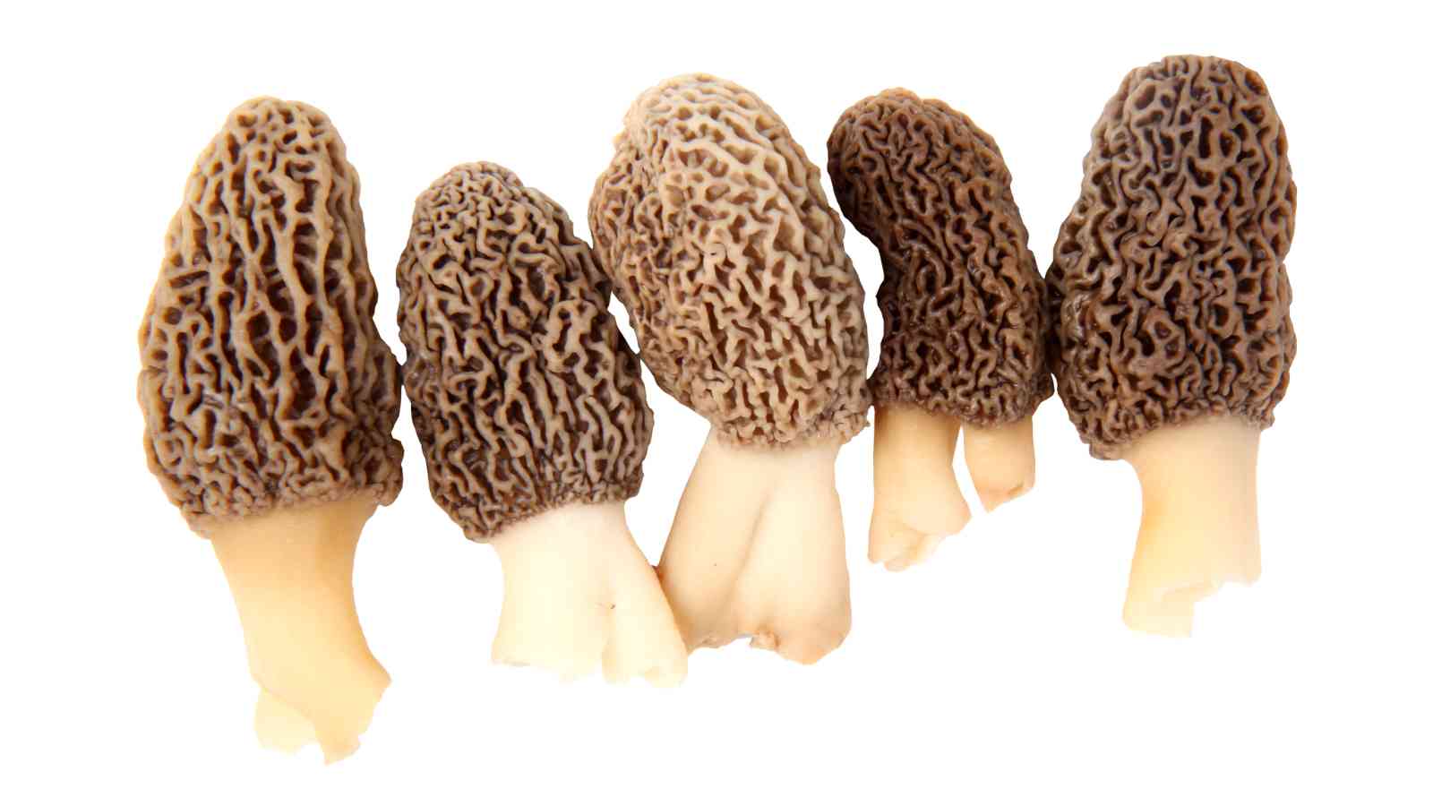 Five morel mushrooms with textured caps and light stems lined up against a white background.