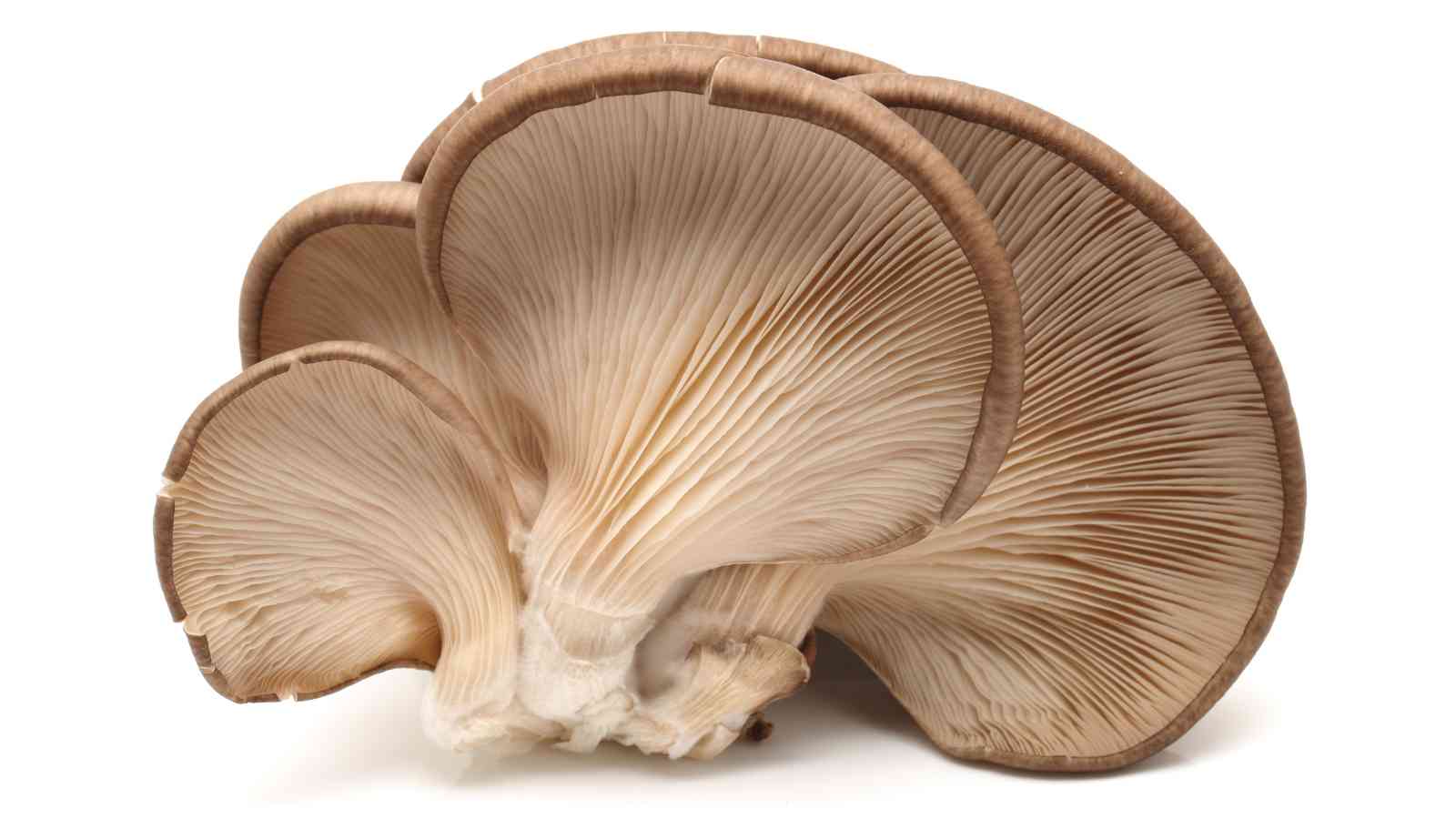 Close-up of a cluster of oyster mushrooms with brown caps and white gills, arranged against a plain white background.