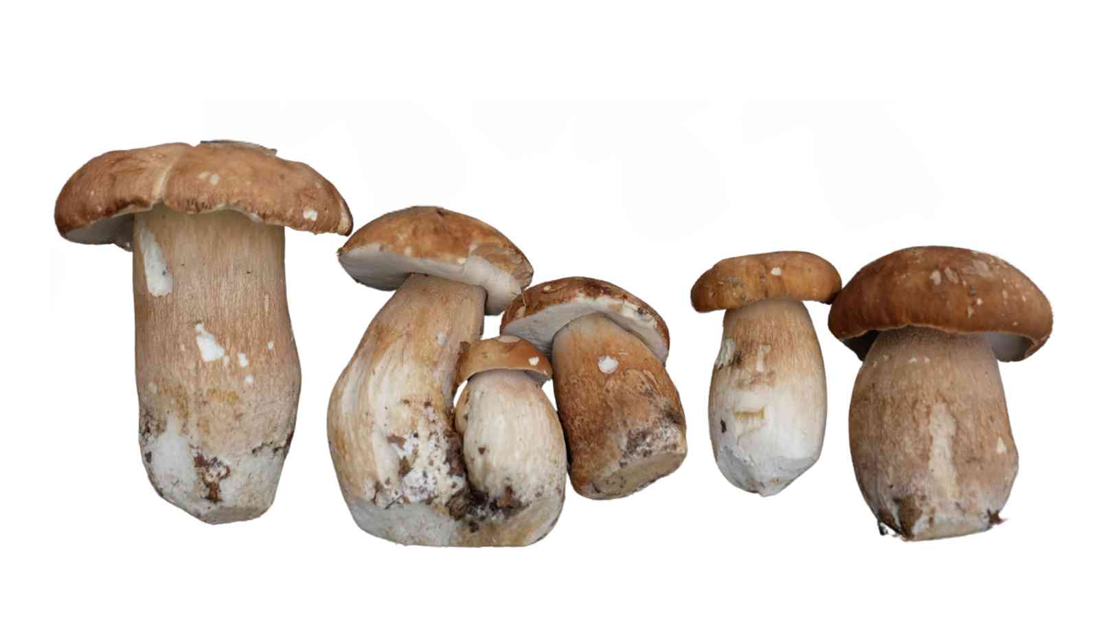 Five porcini mushrooms with brown caps and thick stems against a plain white background.