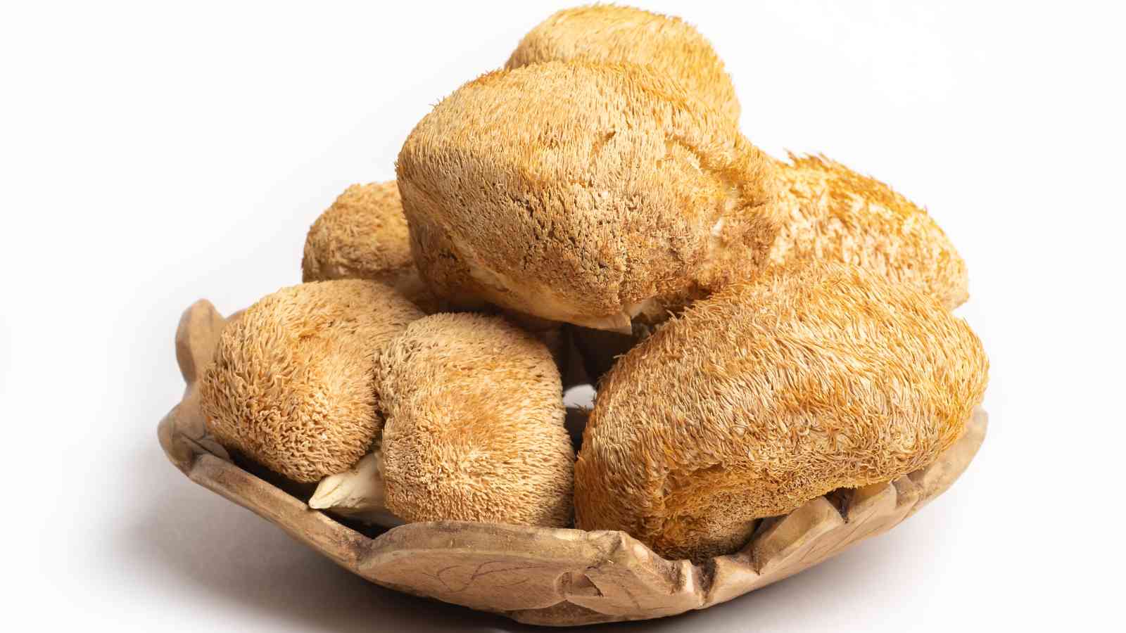 A wooden bowl filled with several hedgehog mushrooms on a white background.