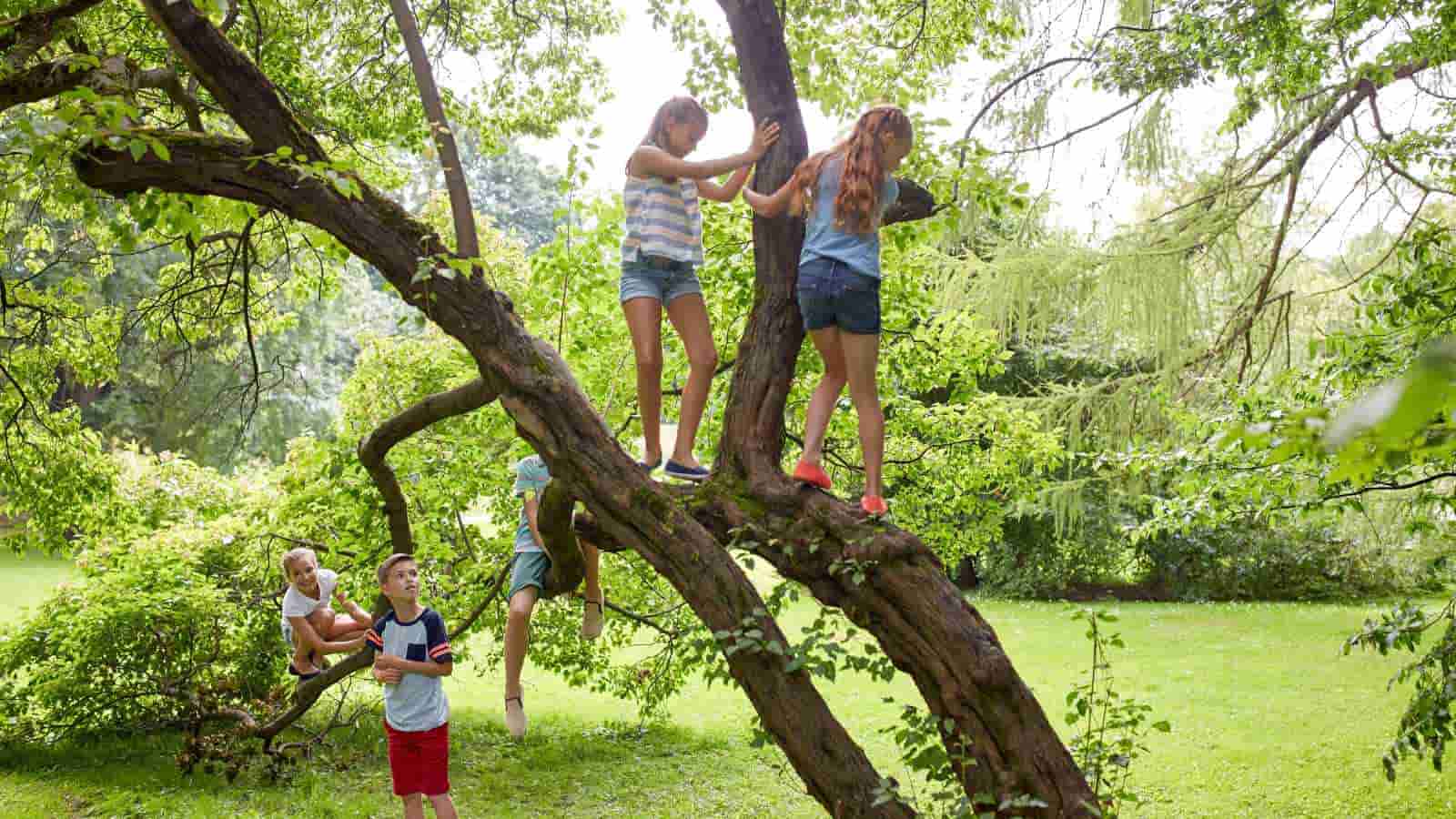 Children climbing on a large tree in a green park. Two kids are standing on the branches, while others watch and climb nearby.