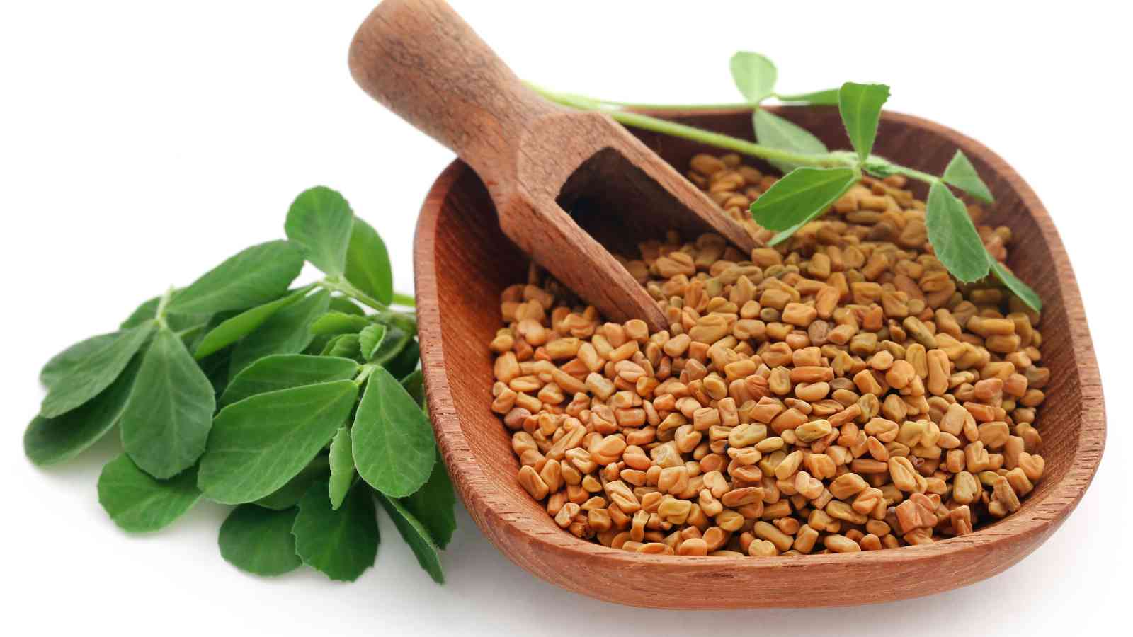A wooden bowl filled with fenugreek seeds and a small scoop, accompanied by green fenugreek leaves on the side, set against a white background.
