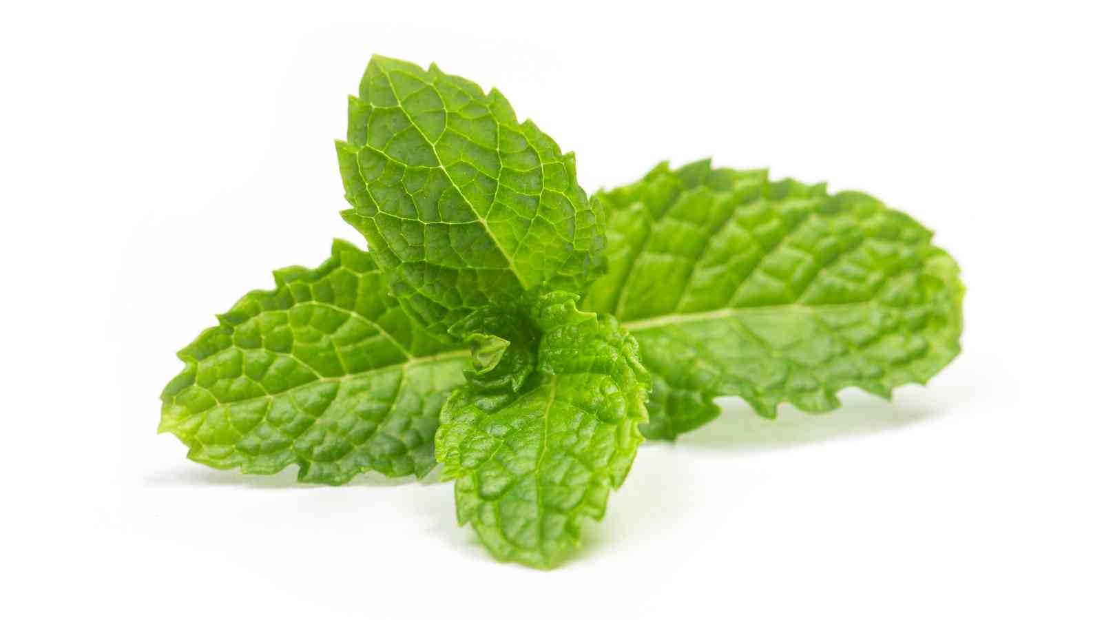 Fresh green mint leaves with prominent veins on a white background.
