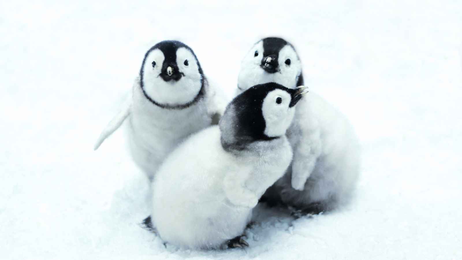 Three fluffy penguin chicks stand together on snow, facing different directions.