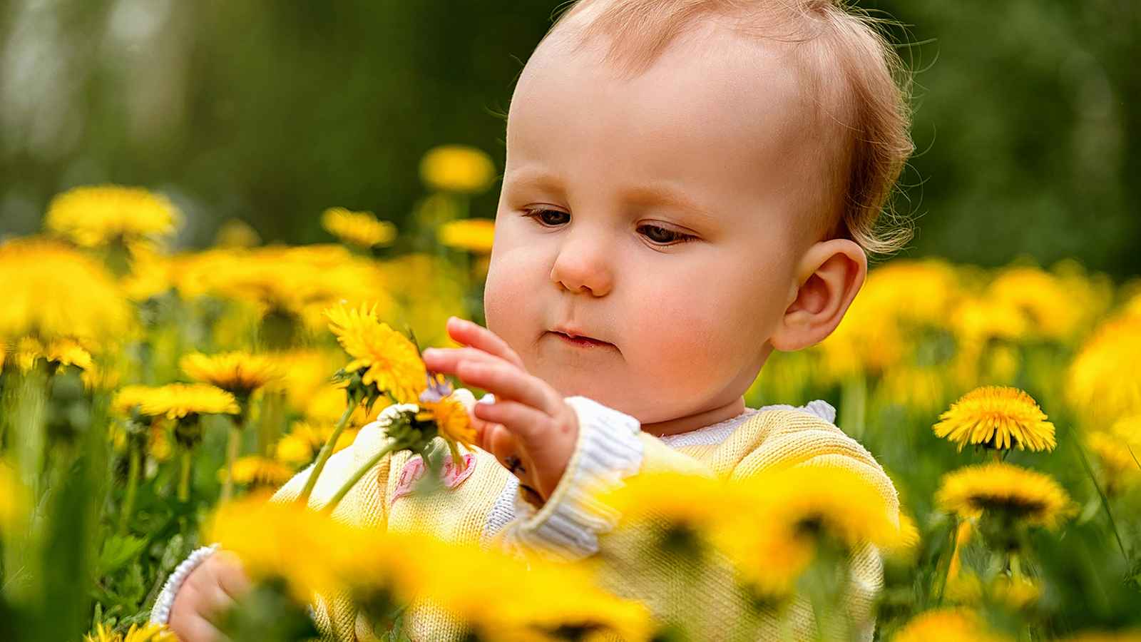 A baby in a yellow sweater sits in a field of dandelions, touching a flower.