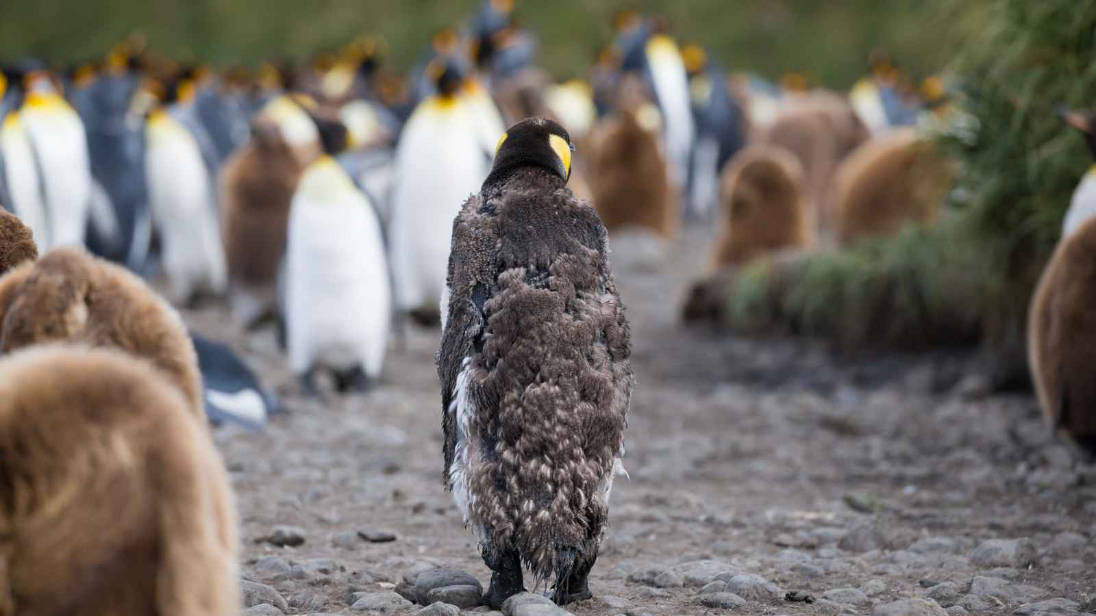A young penguin molting its feathers stands on rocky ground, facing away, among a group of adult and juvenile penguins.