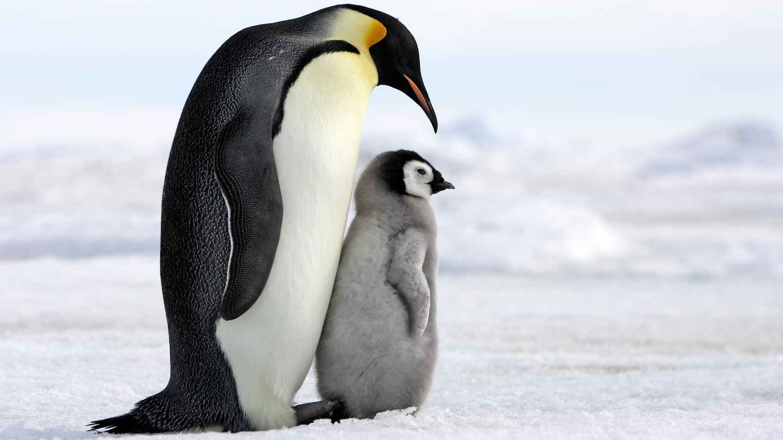 An adult emperor penguin stands next to a fluffy chick on snow-covered ground, both facing the same direction.