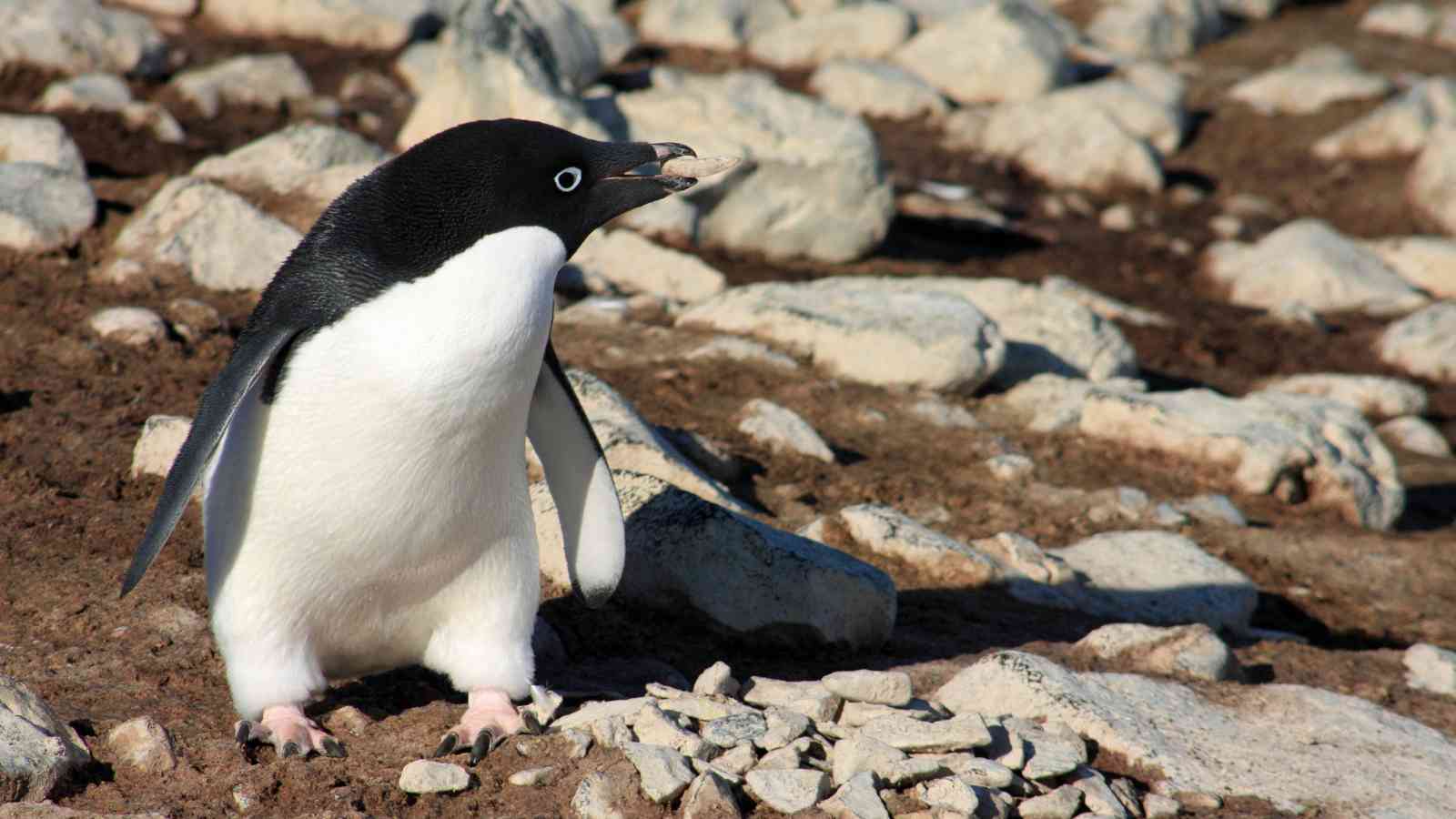 An Adelia penguin stands on rocky ground with scattered stones and patches of soil in the background.