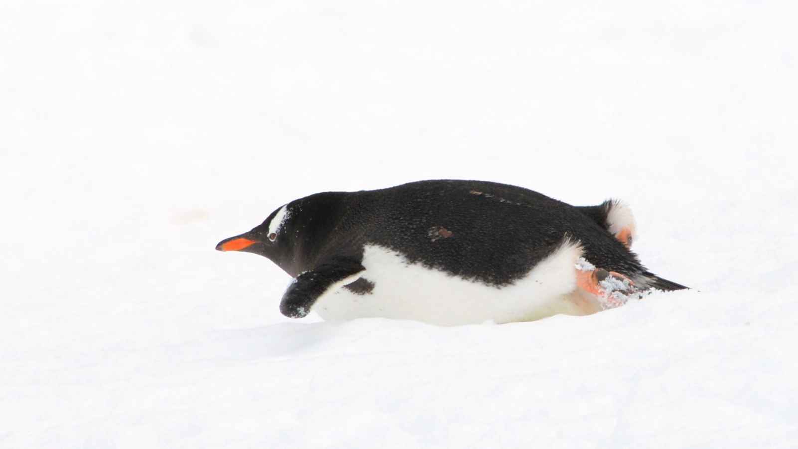 A penguin sliding on its belly across the snow with its wings slightly raised and feet extended behind.