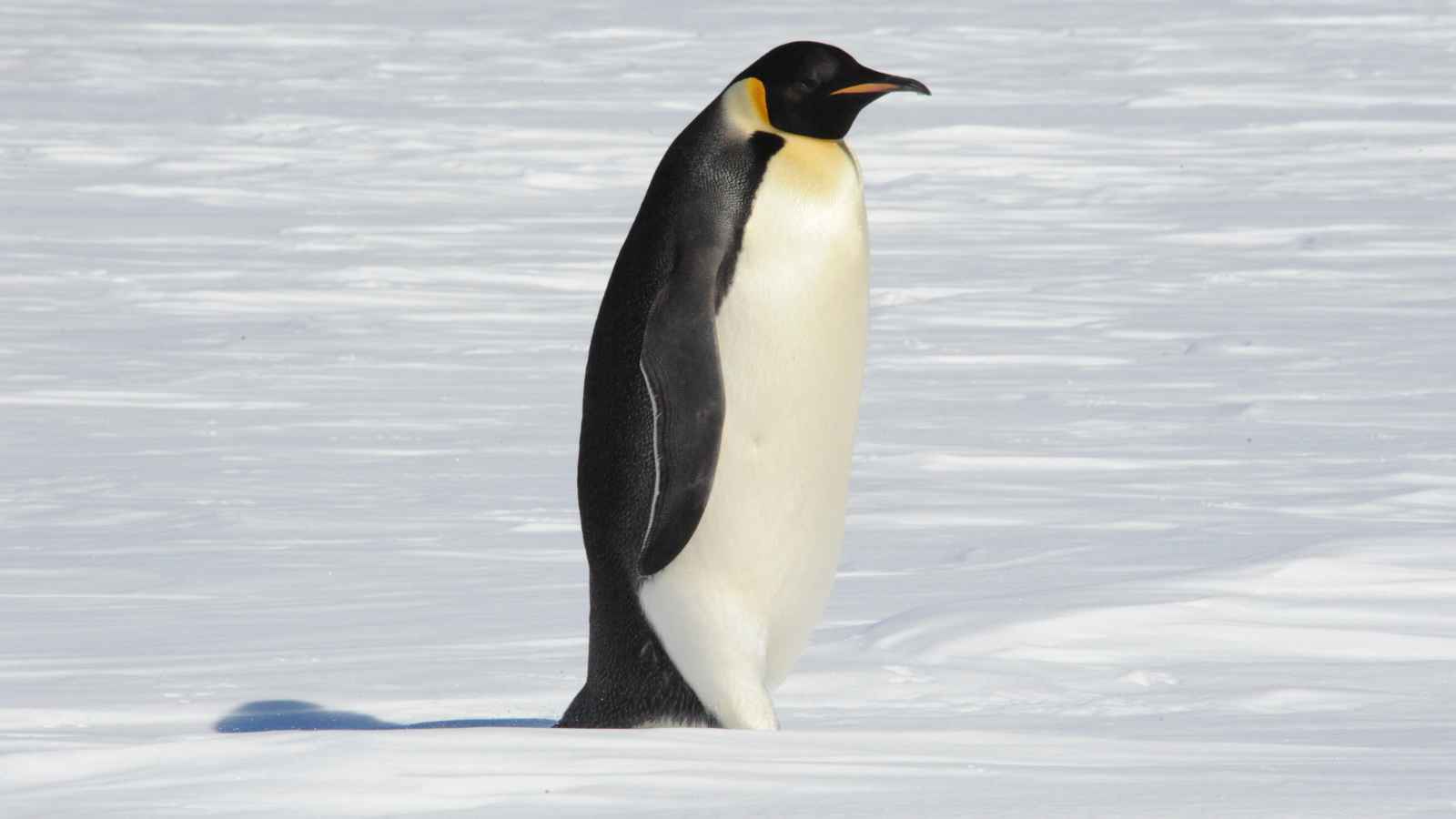 A single emperor penguin stands upright on a snowy surface, facing left.