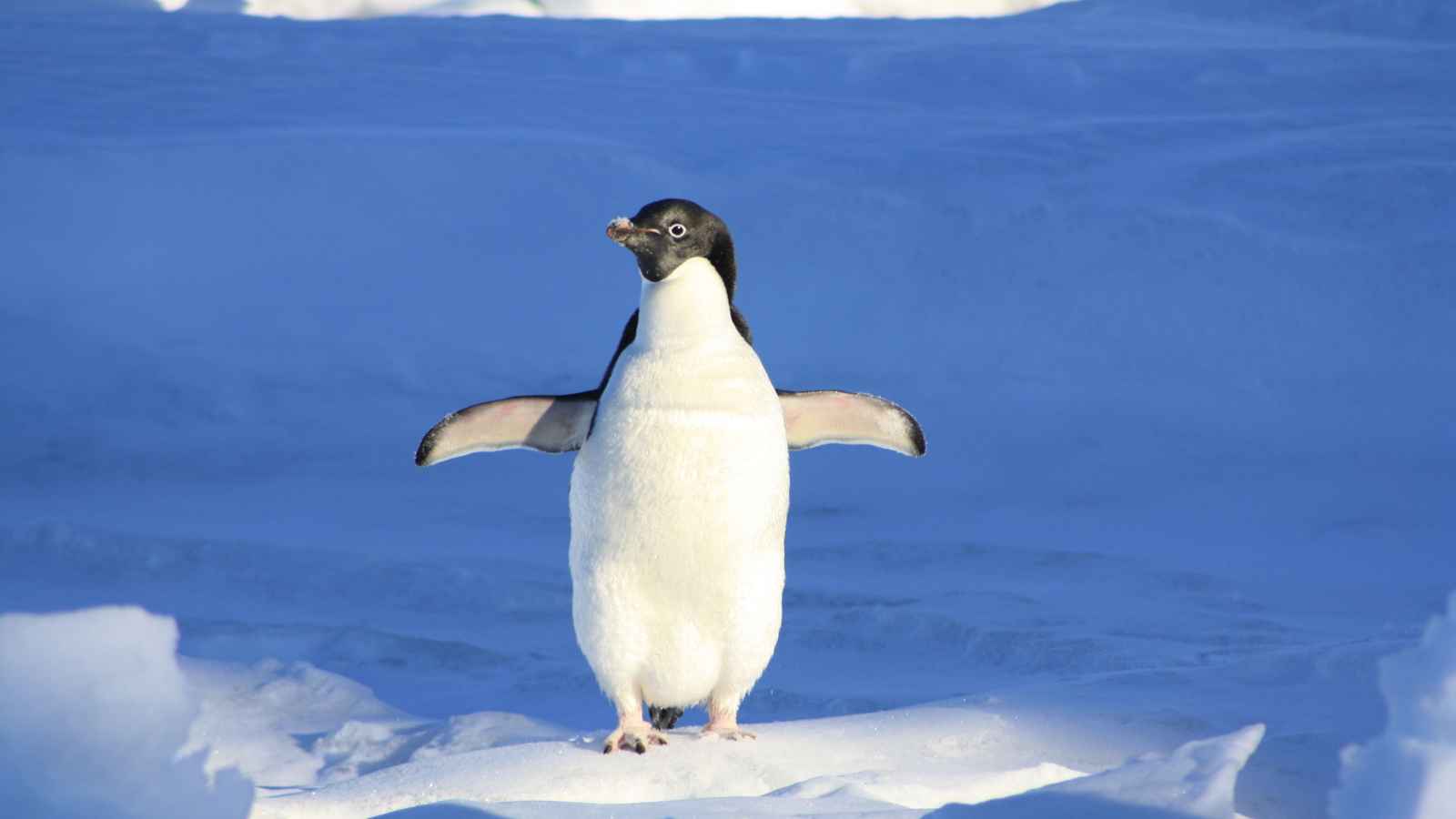 A single penguin stands upright on snow with its wings outstretched, surrounded by a blue icy landscape.