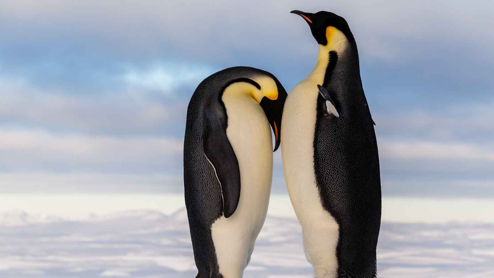 Two emperor penguins stand close together on ice, one with its head bowed and the other looking forward, against a cloudy sky background.