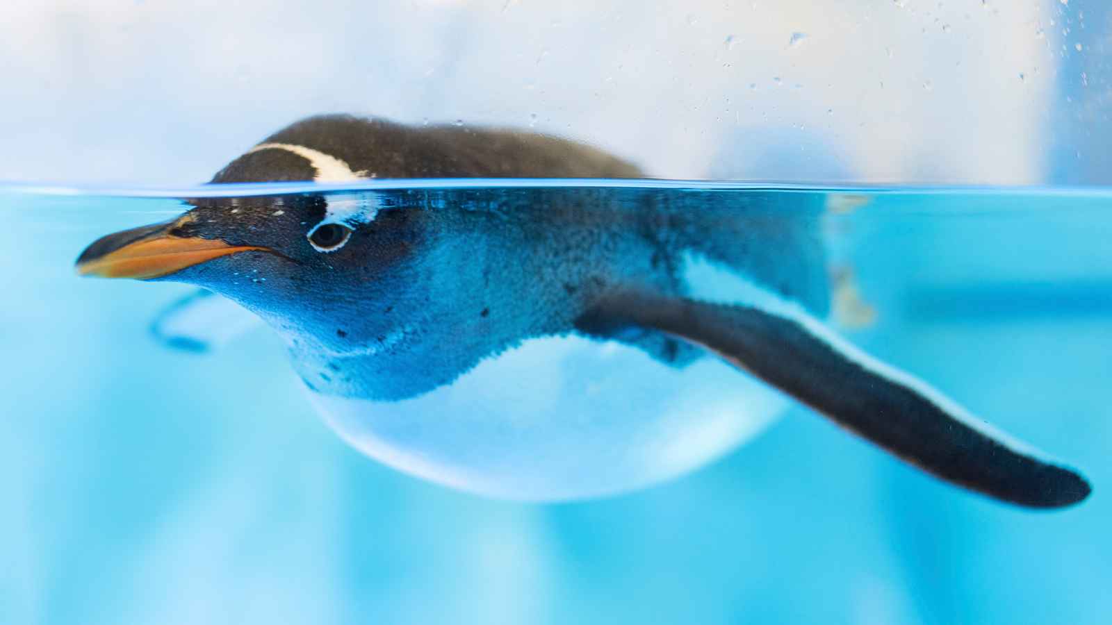 A penguin swims underwater in a clear blue pool, with its body partially submerged and one flipper extended.