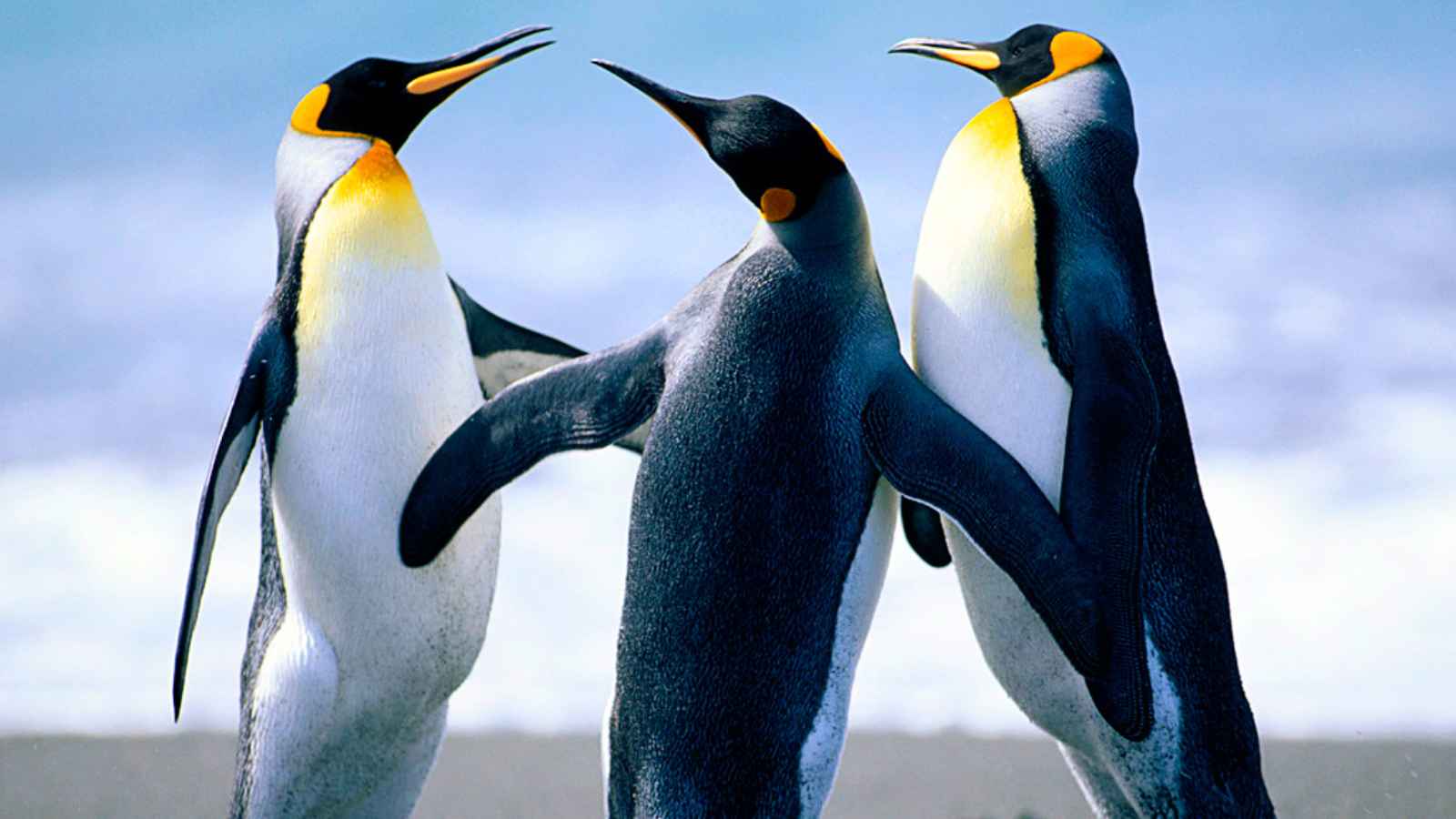 Three king penguins standing on a beach, two facing each other with beaks open while the third stands between them, wings slightly extended.