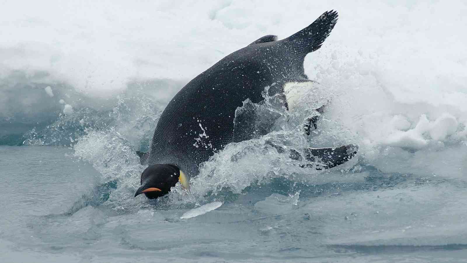 An emperor penguin slides headfirst into icy water from the edge of a snow-covered surface, creating a splash.