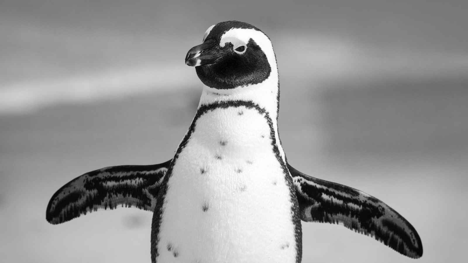 A penguin with outstretched wings stands on a sandy surface, facing forward. The image is in black and white.