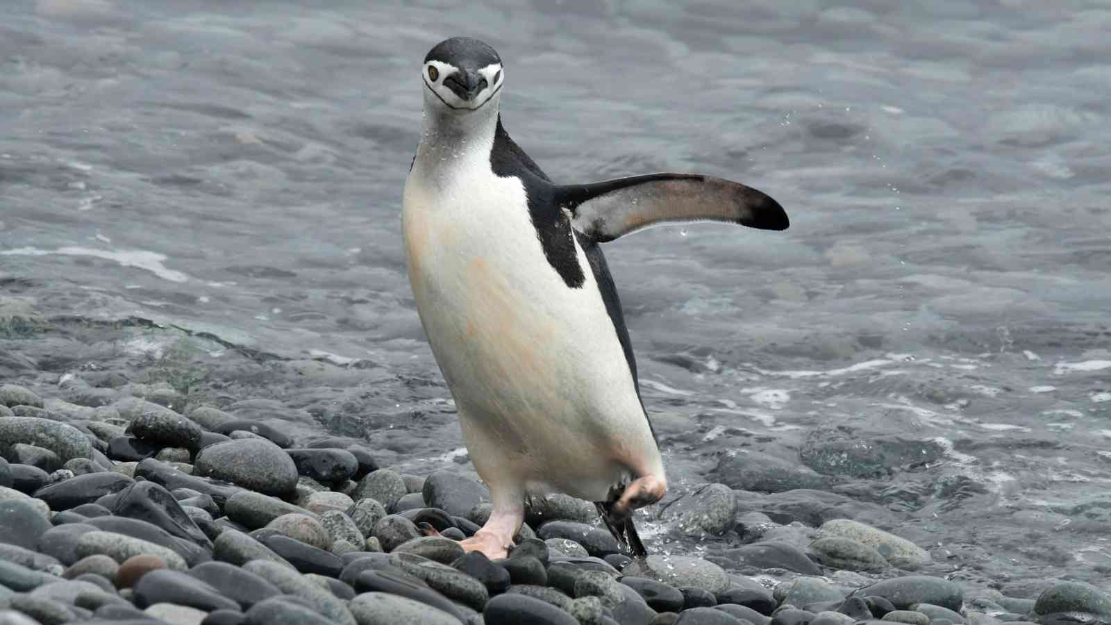 A chinstrap penguin standing on wet, smooth rocks near the water's edge with one flipper raised.