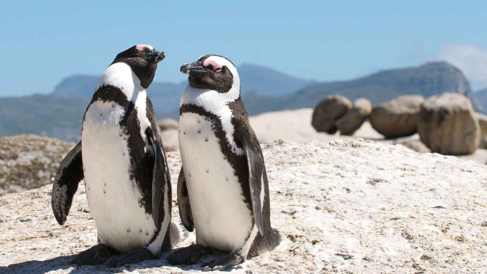 Two African penguins stand side by side on a rocky surface with large boulders and distant mountains in the background under a clear sky.