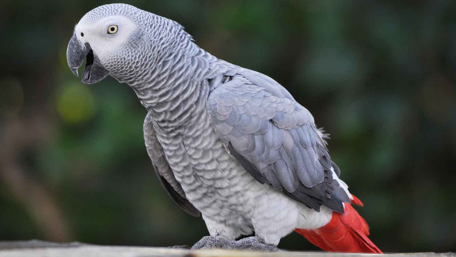 An African Grey parrot with gray feathers and a red tail is perched on a surface, facing left against a blurred green background.