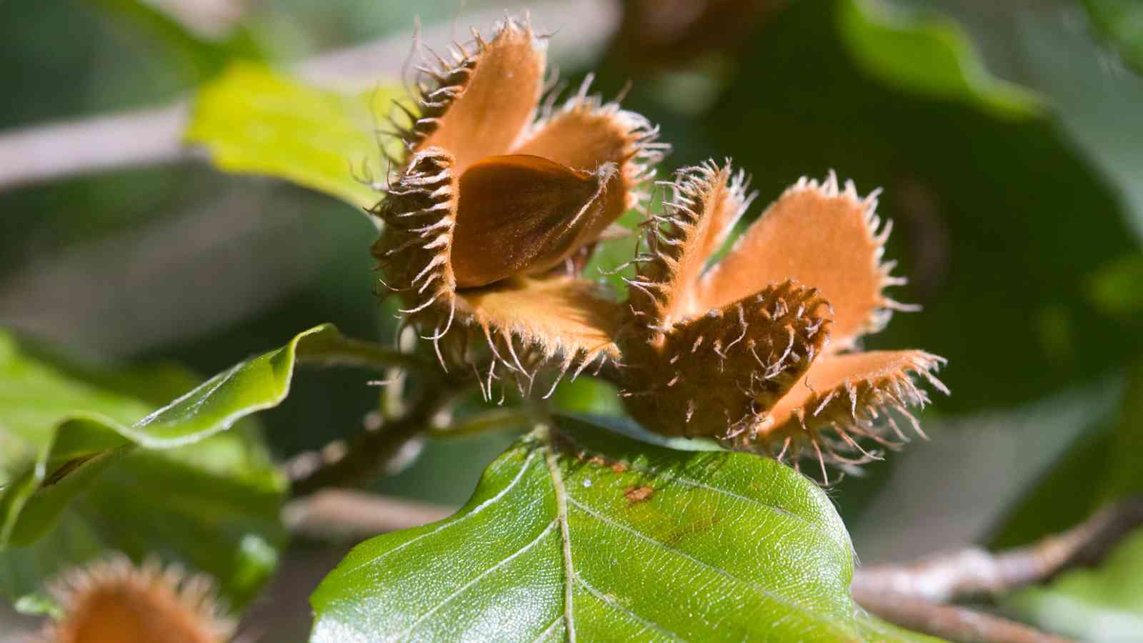 Close-up of beech nuts inside spiky, brown husks on a tree branch, surrounded by green leaves.