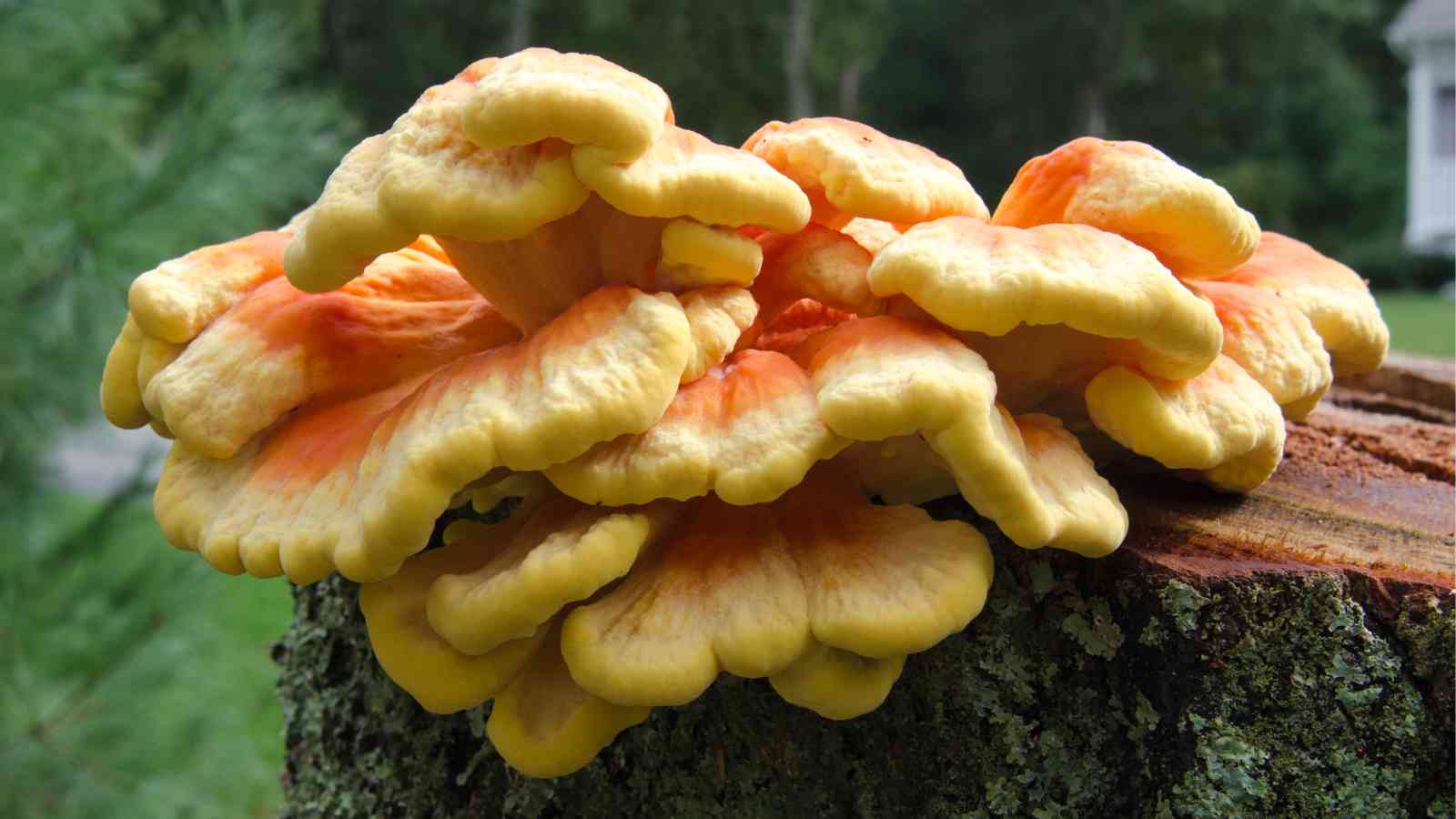 Yellow and orange shelf fungus growing on a tree stump with a blurred green background.