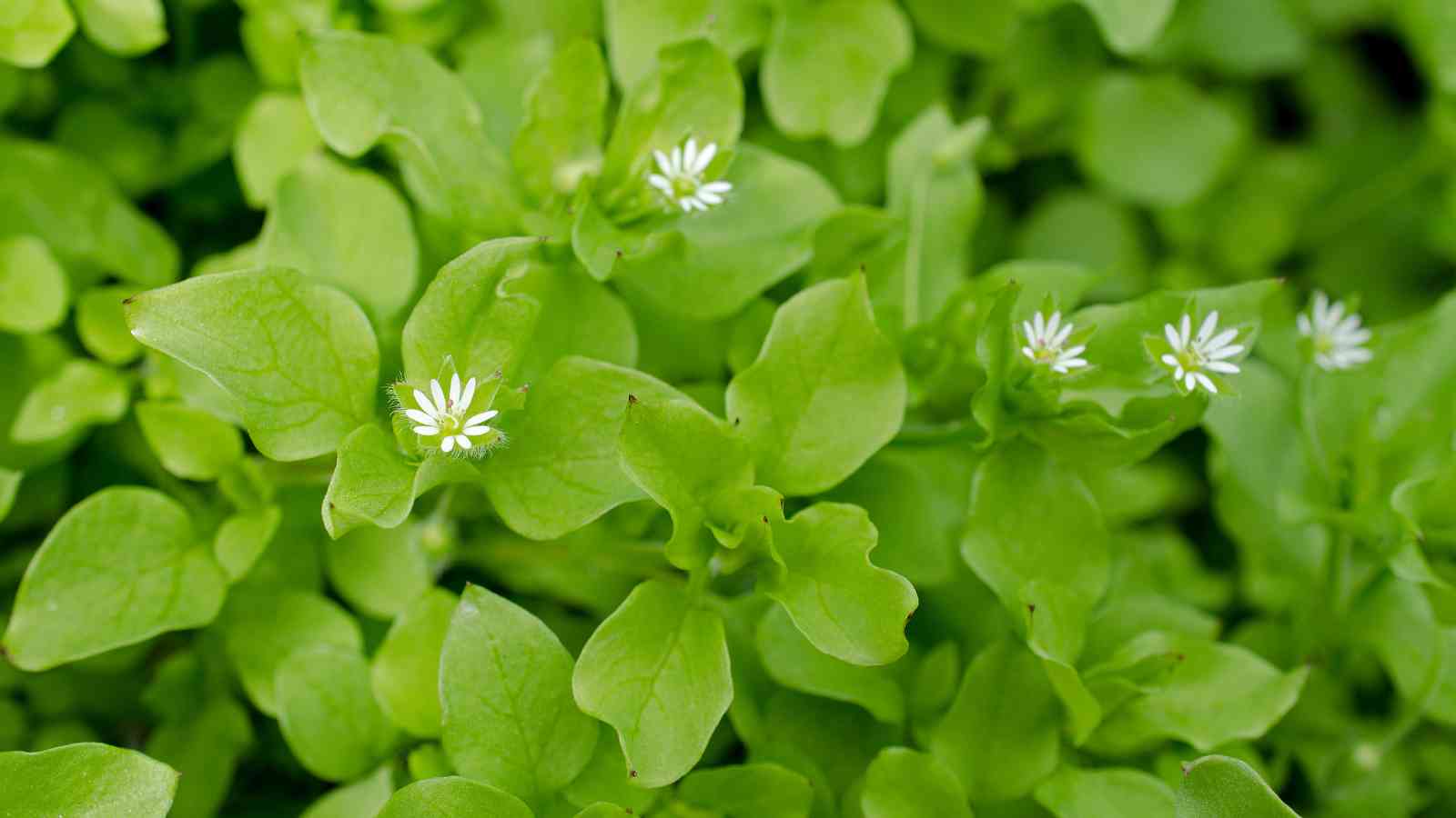Bright green chickweed plants with small white star-shaped flowers growing among dense foliage.