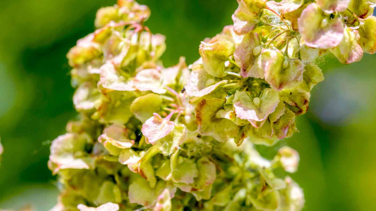Close-up of curly dock clusters on a blurred green background.