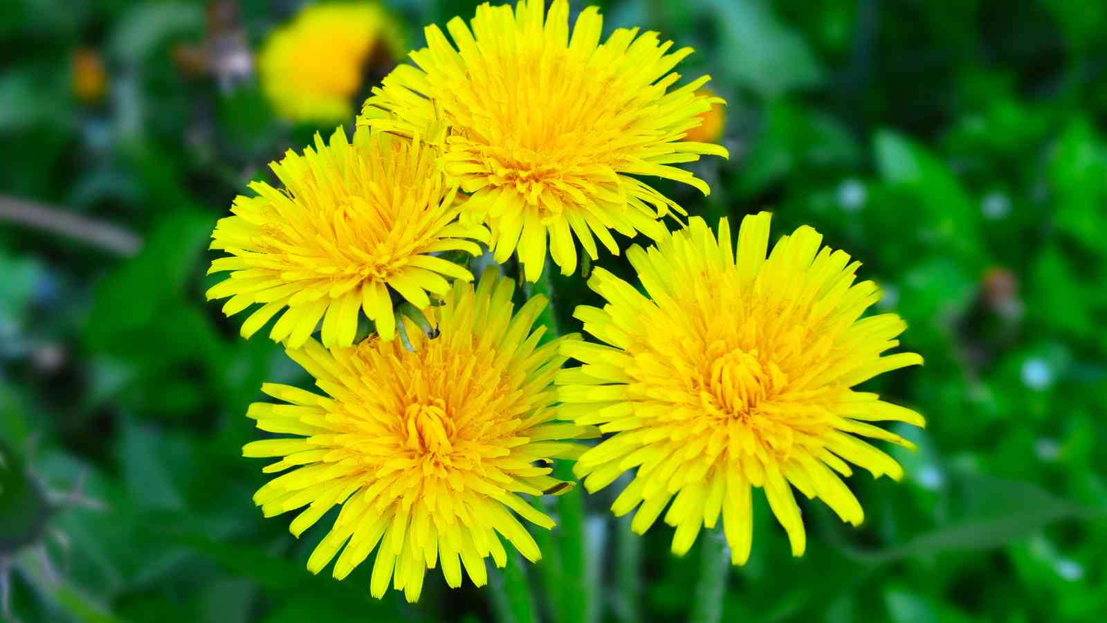 Four bright yellow dandelion flowers in bloom surrounded by green leaves and blurred background foliage.