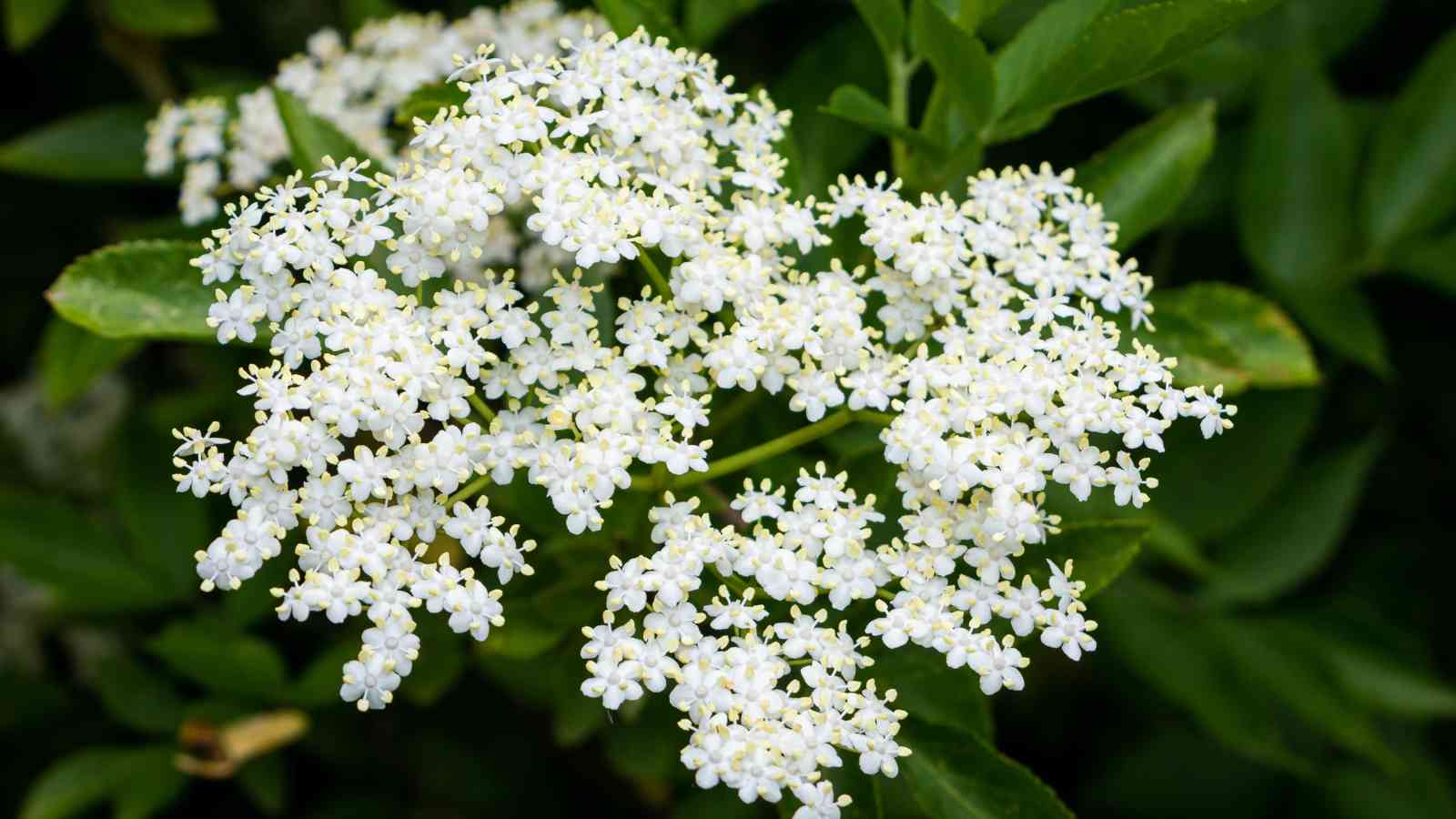 A cluster of small white elderflower blossoms with green leaves in the background.