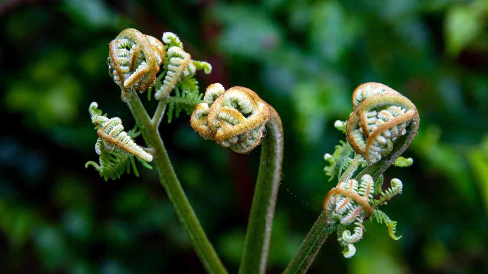 Close-up of young fern fronds unfurling against a blurred green background.