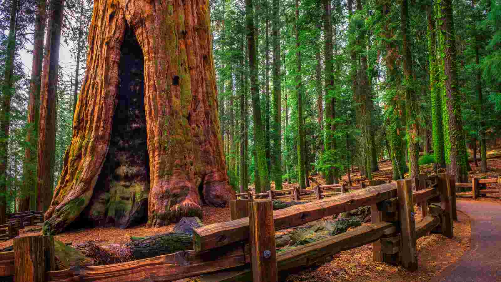A large sequoia tree with a hollow base stands among other trees in a forest, bordered by a wooden fence and a walking path.
