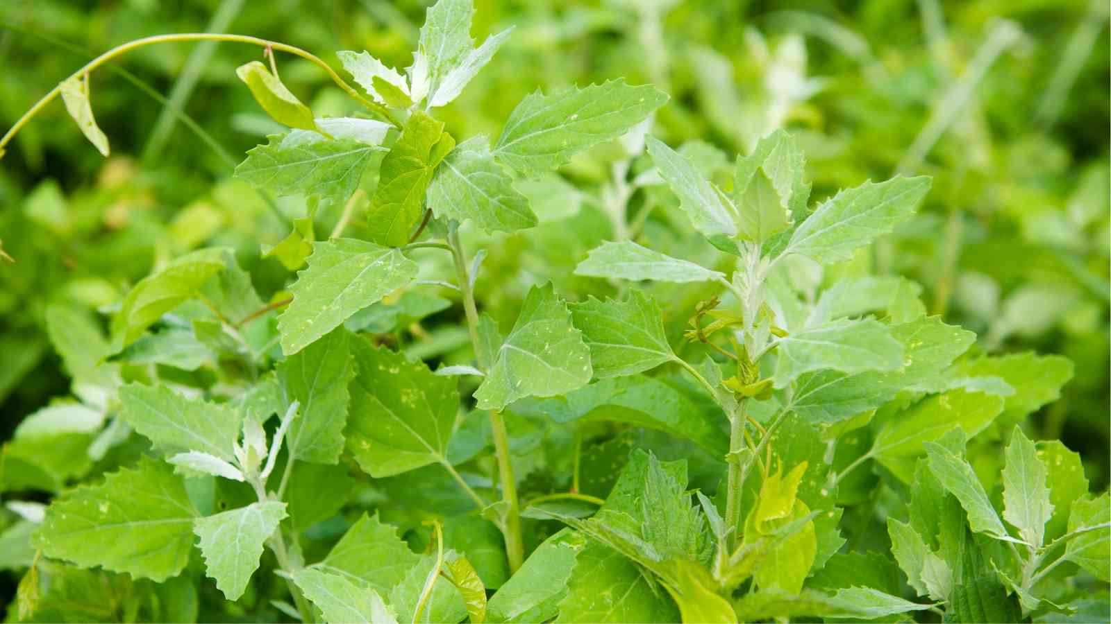 Close-up of lush goosefoot plant with serrated leaves, growing densely outdoors.