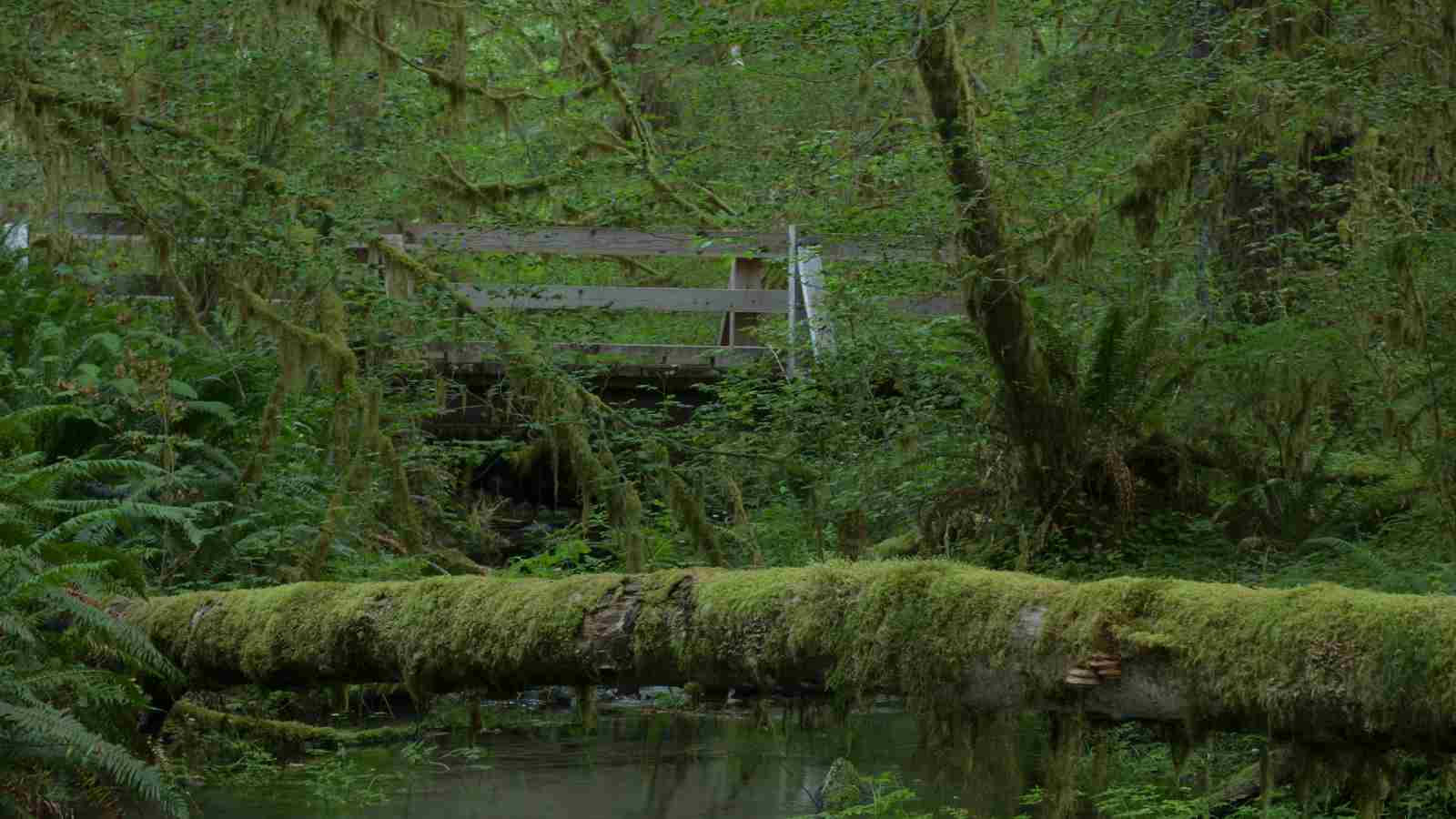A moss-covered log crosses over a creek in a dense, green forest with a wooden footbridge in the background.