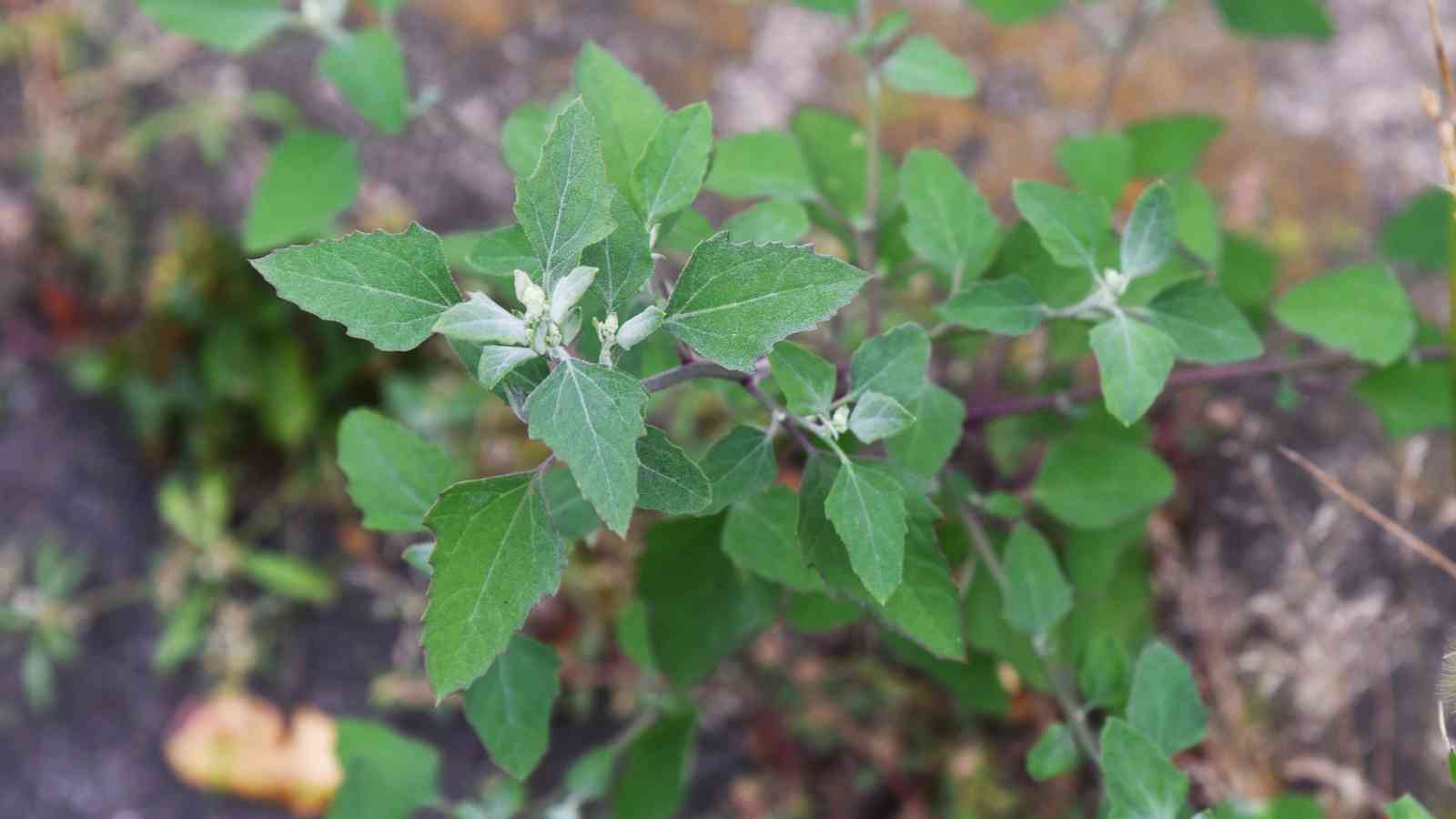 A close-up view of a lamb's quarter plant with jagged edges, growing outdoors in a natural setting.