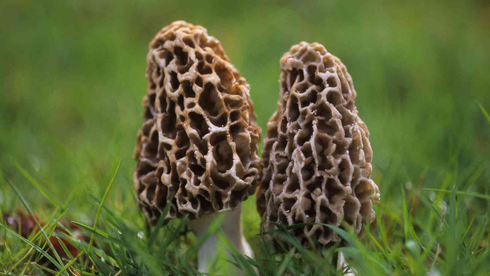 Two morel mushrooms with honeycomb-like caps growing close together on green grass.